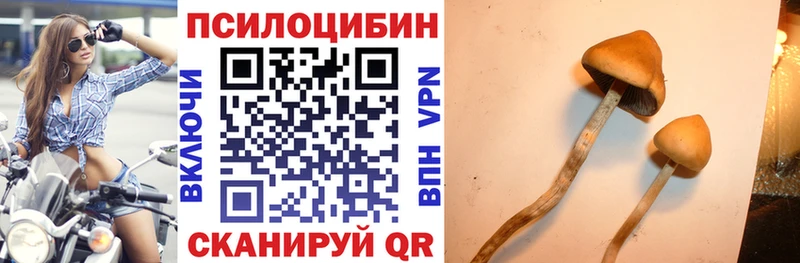 хочу Болохово Галлюциногенные грибы Psilocybe